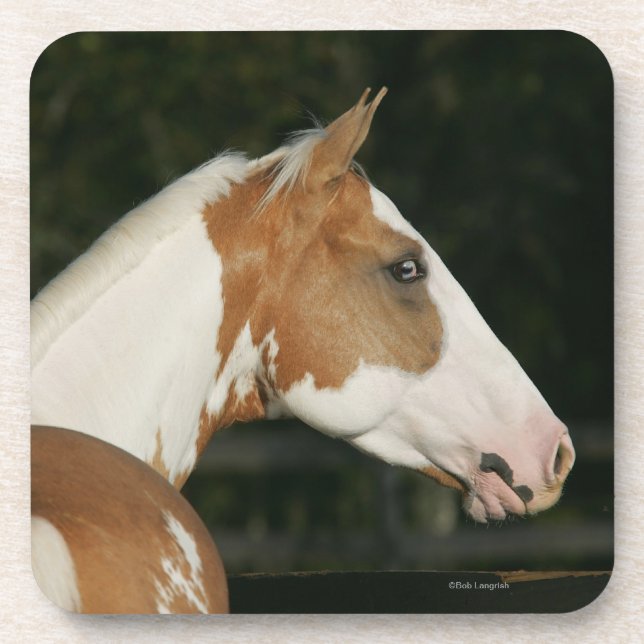 Paint Horse Headshot 2 Coaster (Front)