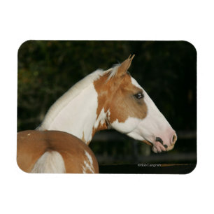Paint Horse Headshot 2 Magnet