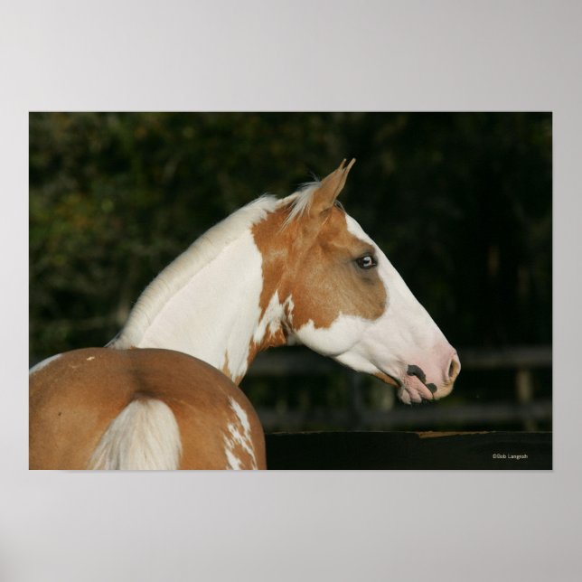 Paint Horse Headshot 2 Poster (Front)