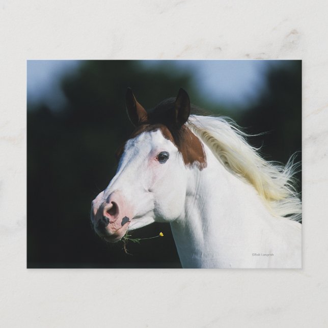 Paint Horse Headshot 3 Postcard (Front)