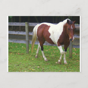Paint Horse in the Pasture Postcard