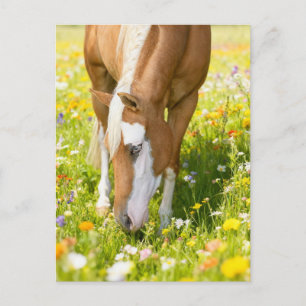 Paint horse in the wildflower meadow postcard