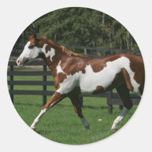 Paint Horse Running 1 Classic Round Sticker