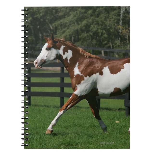 Paint Horse Running 1 Notebook (Front)