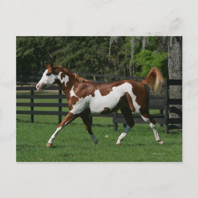 Paint Horse Running 1 Postcard (Front)