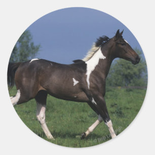 Paint Horse Running 2 Classic Round Sticker