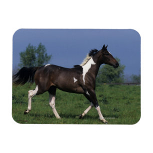 Paint Horse Running 2 Magnet