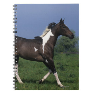Paint Horse Running 2 Notebook