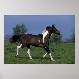 Paint Horse Running 2 Poster