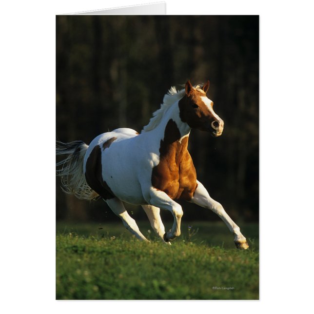 Paint Horse Running Fast (Front)