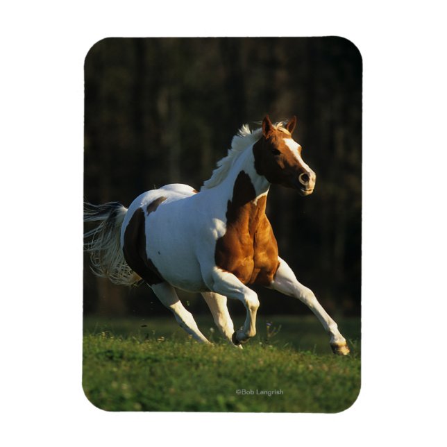 Paint Horse Running Fast Magnet (Vertical)