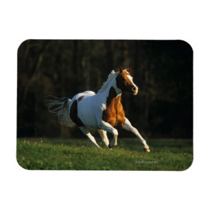 Paint Horse Running Fast Magnet