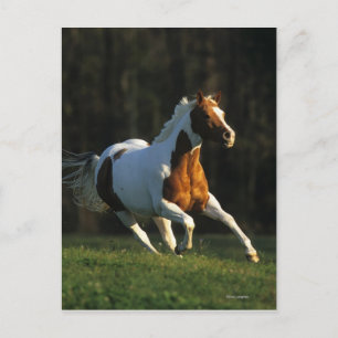 Paint Horse Running Fast Postcard