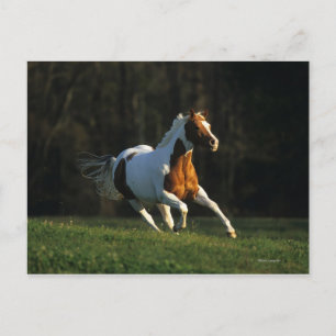 Paint Horse Running Fast Postcard