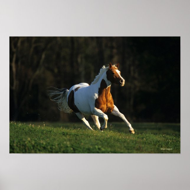 Paint Horse Running Fast Poster (Front)