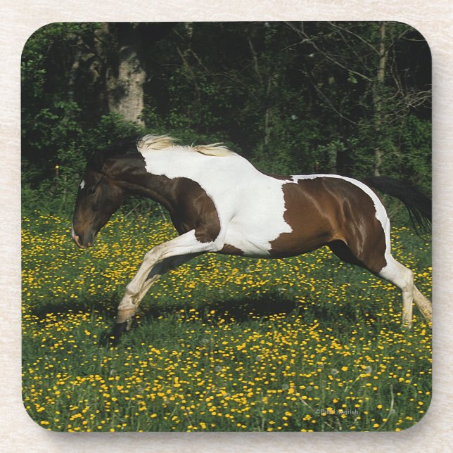 Paint Horse Running in Field of Flowers Coaster (Front)