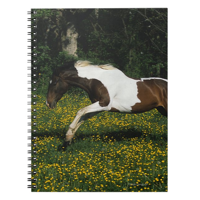 Paint Horse Running in Field of Flowers Notebook (Front)