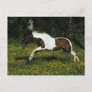 Paint Horse Running in Field of Flowers Postcard