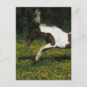 Paint Horse Running in Field of Flowers Postcard
