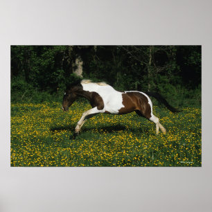Paint Horse Running in Field of Flowers Poster