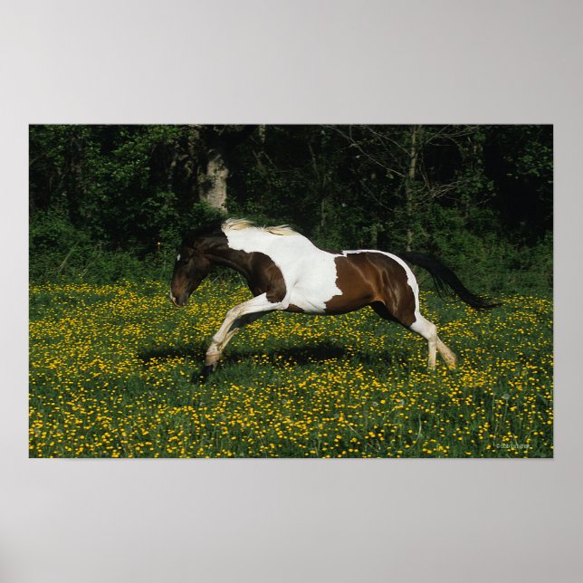 Paint Horse Running in Field of Flowers Poster (Front)