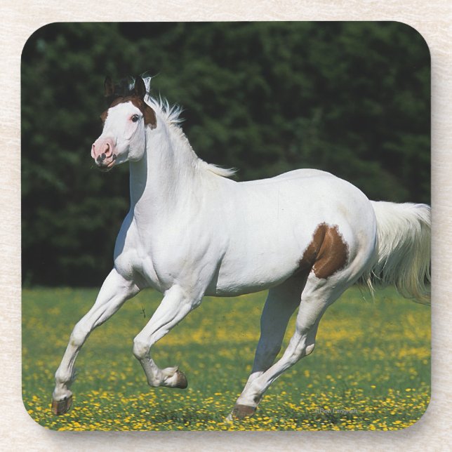 Paint Horse Running in Grassy Field Coaster (Front)