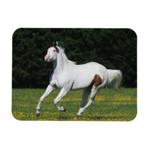 Paint Horse Running in Grassy Field Magnet