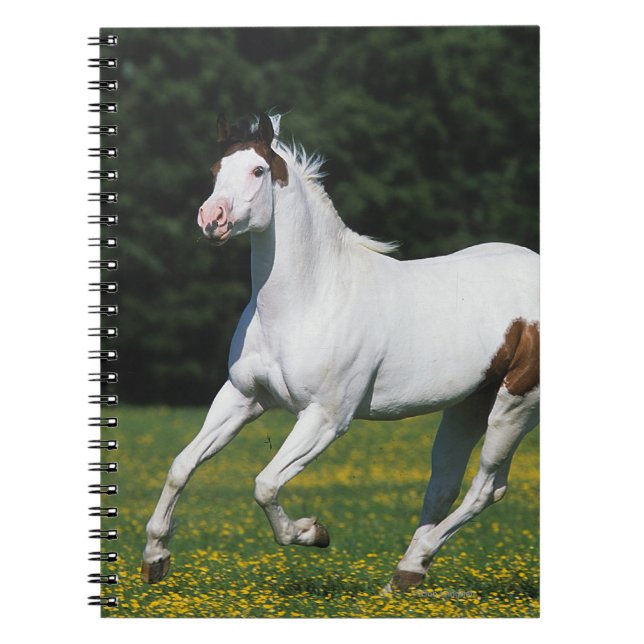 Paint Horse Running in Grassy Field Notebook (Front)