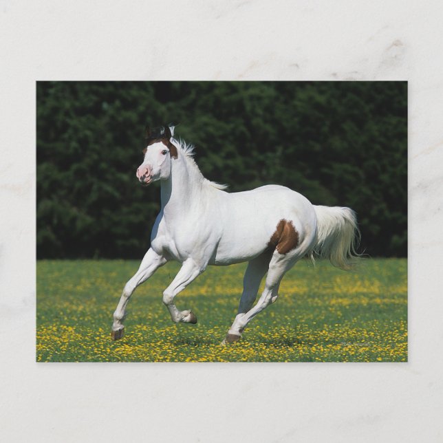 Paint Horse Running in Grassy Field Postcard (Front)