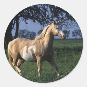 Paint Horse Standing 2 Classic Round Sticker