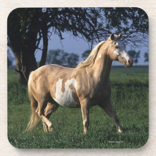 Paint Horse Standing 2 Coaster