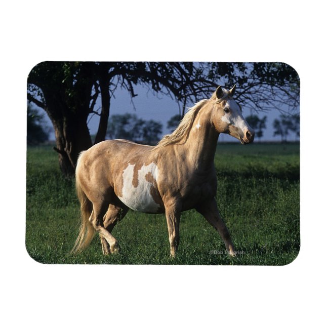 Paint Horse Standing 2 Magnet (Horizontal)