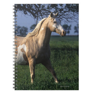 Paint Horse Standing 2 Notebook