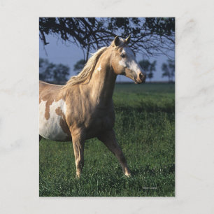 Paint Horse Standing 2 Postcard