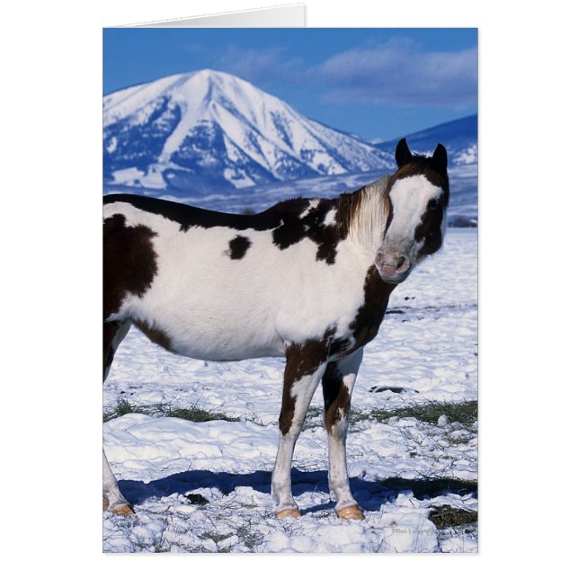 Paint Horse Standing in the Snow (Front)