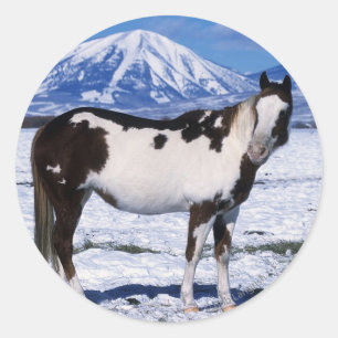 Paint Horse Standing in the Snow Classic Round Sticker