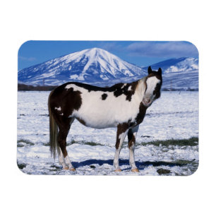Paint Horse Standing in the Snow Magnet