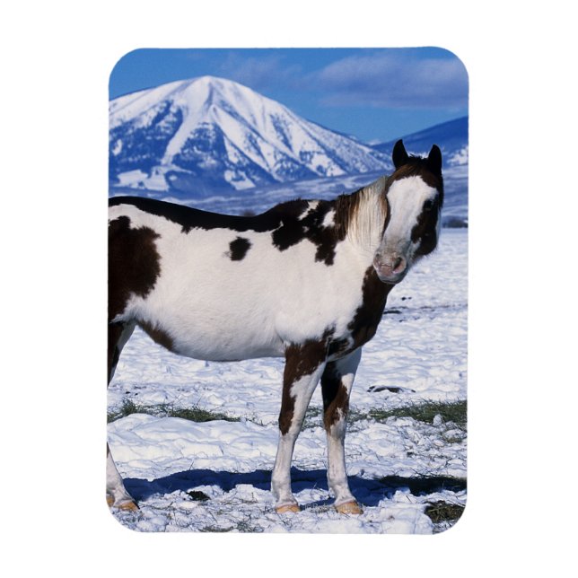 Paint Horse Standing in the Snow Magnet (Vertical)