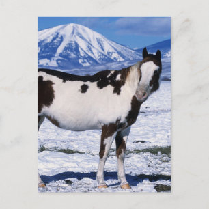 Paint Horse Standing in the Snow Postcard