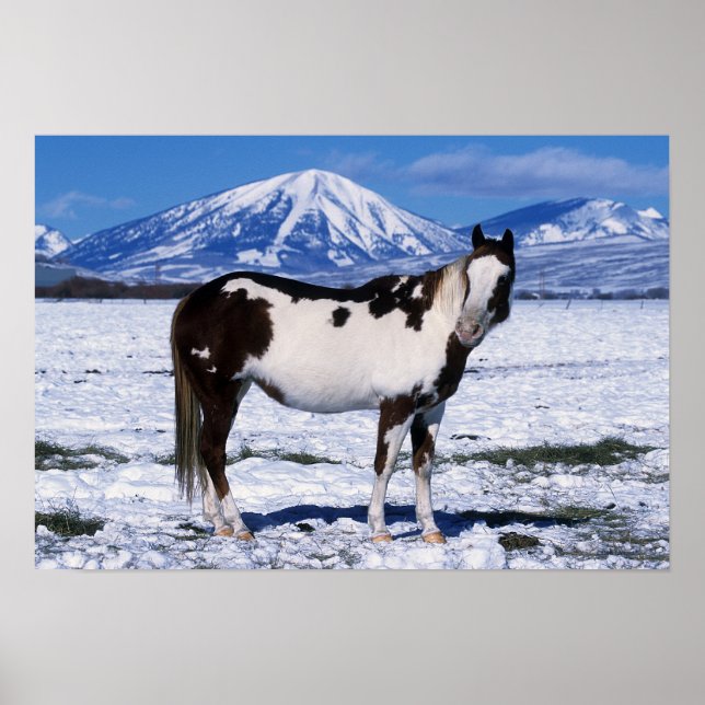 Paint Horse Standing in the Snow Poster (Front)