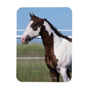 Paint Horse Standing Magnet