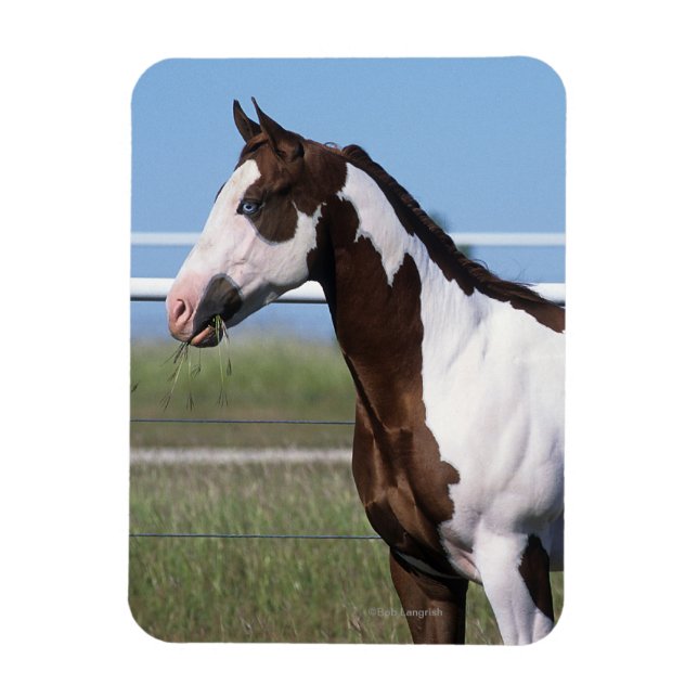 Paint Horse Standing Magnet (Vertical)