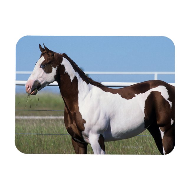 Paint Horse Standing Magnet (Horizontal)