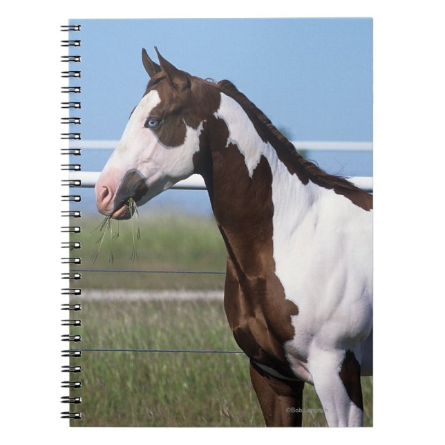 Paint Horse Standing Notebook (Front)