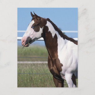 Paint Horse Standing Postcard