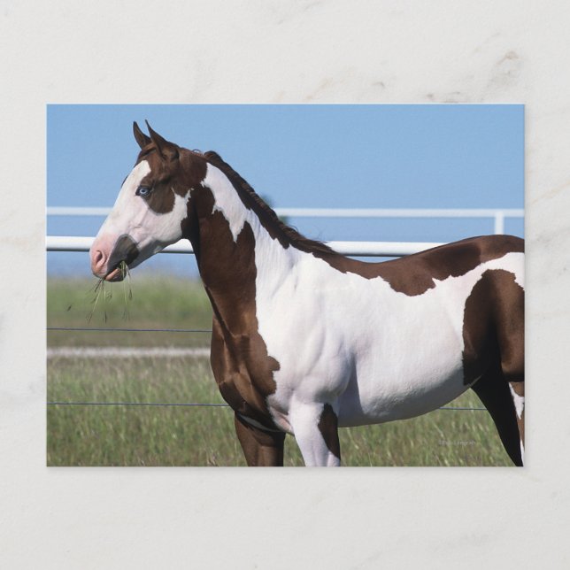 Paint Horse Standing Postcard (Front)