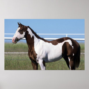 Paint Horse Standing Poster
