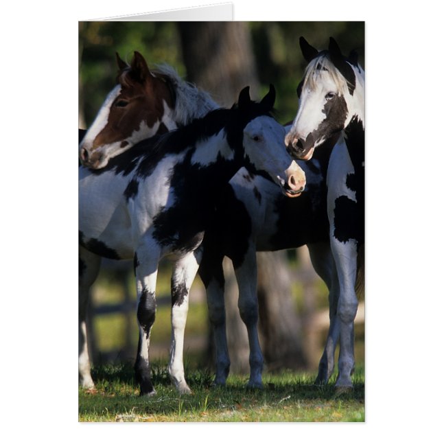 Paint Horses (Front)