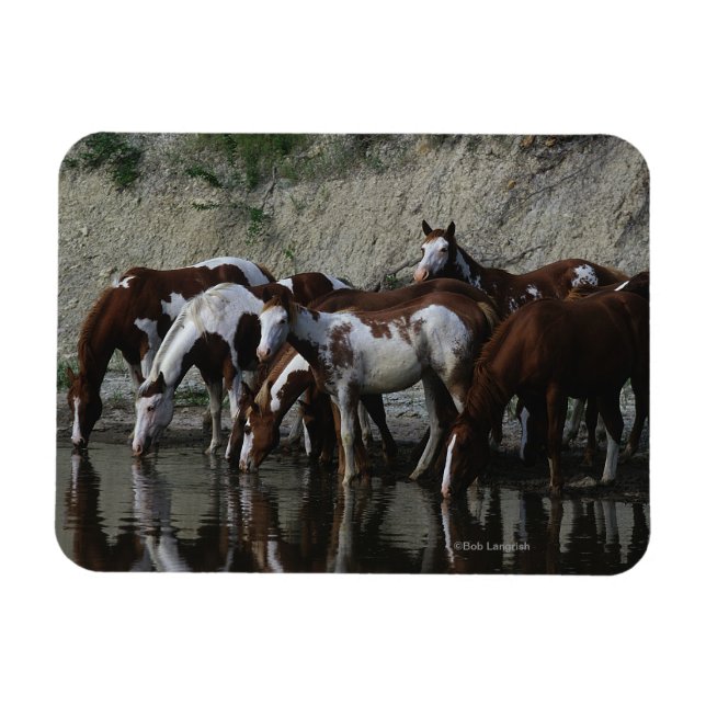Paint Horses Drinking Magnet (Horizontal)