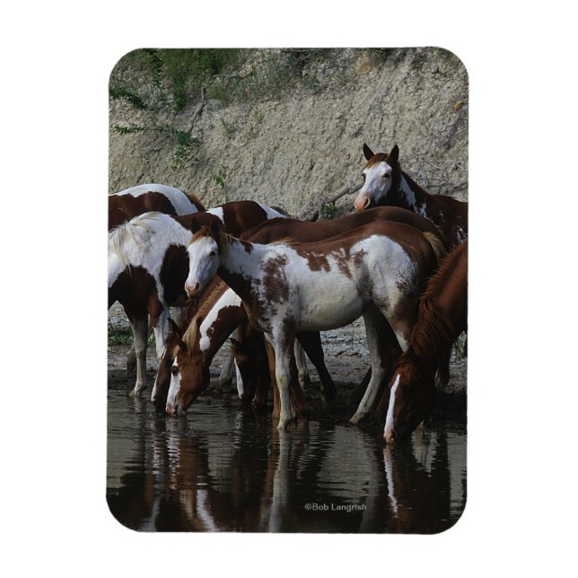 Paint Horses Drinking Magnet (Vertical)